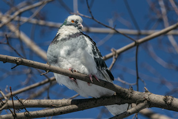 One beautiful white and gray pigeon with rainbow neck and bright orange eyes is on a brown brunch of a poplar tree without foliage in the park in winter on the blue sky background