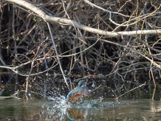 身近なところにいるカワセミ