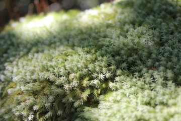 ムニンシラガゴケ