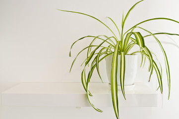 Green pot plant in white room as decoration