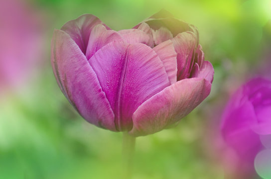Purple tulip flower. Field with purple lilac tulips