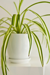 Green pot plant in white room as decoration