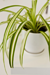 Green pot plant in white room as decoration