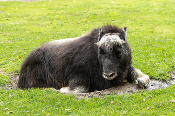 Bison resting in Moscow zoo
