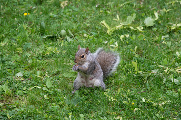 Squirrel sitting in green grass