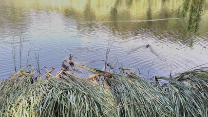 ducks in the pond