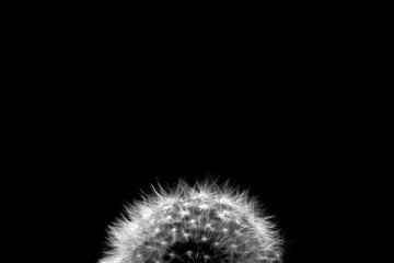 Black and white close up of dandelion with lots of space for text