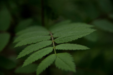 Close up of leaves on a branch 