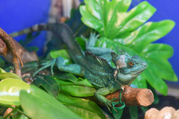 Basiliscus basiliscus,  Basiliscus plumifrons. A large green Helmet-bearing Basilisk sits on a tree branch in a terrarium. Basilisk shedding its skin, scales, shed.