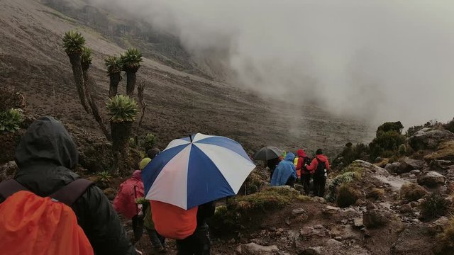 Walkers climbing Mount Kilimanjaro and crossing a forest of senecio trees