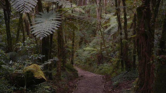 Tropical rainforest on the slopes of Mount Kilimanjaro