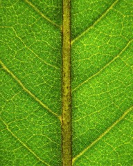 Macro photo of magnolia leaf (Magnolia grandiflora)