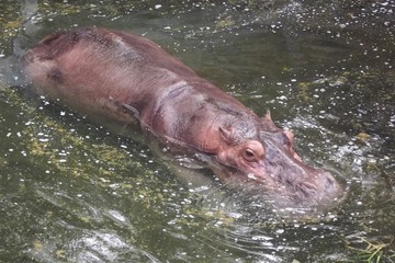 Semi-submerged hippopotamus swimming in a river (Hippopotamus amphibius)