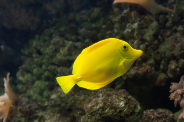 Naklejka na ściany i meble Yellow fish in a coral reef