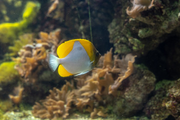 Naklejka na ściany i meble White and yellow fish on a coral reef