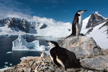 Chinstrap penguins in antarctica - obrazy, fototapety, plakaty