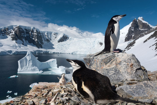 Chinstrap penguins in antarctica - Powered by Adobe