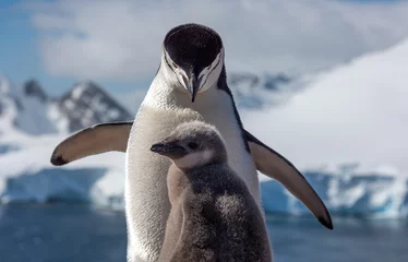 Afwasbaar Fotobehang Antarctica Chistrappinguïn met een kuiken antarctica
