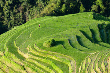 Longsheng rice terraces landscape in China