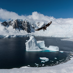 view of antarctica with flying bird © VADIM BALAKIN