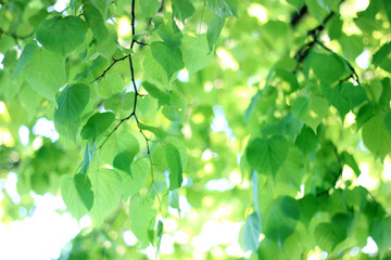 Fototapeta na wymiar background of fresh green Linden branches, selective focus. blurred natural backdrop.