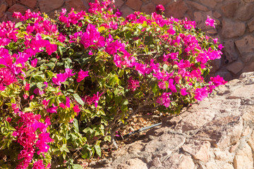 Beautiful blooming bougainvillea in garden