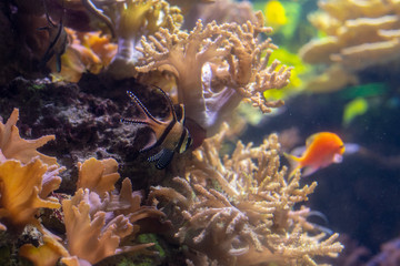 Fototapeta na wymiar Banggai cardinalfish swimming between corals