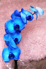 blue beautiful orchid close up