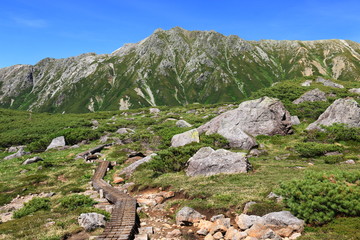Fototapeta na wymiar 北アルプス雲ノ平　日本最後の秘境を歩く　高山植物と岩と水晶岳
