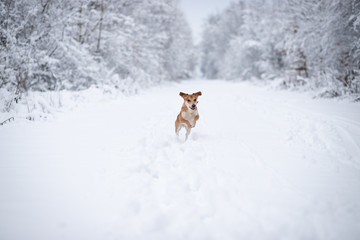 Pies biegnący po śniegu © andsko