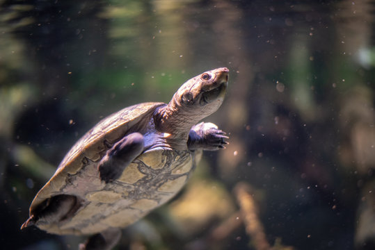 Arrau turtle (Podocnemis expansa) swimming in a river