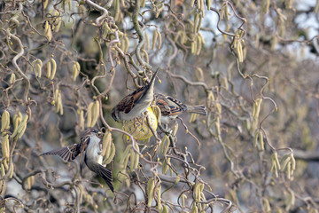 Spatzen am Futterkn&ouml;del