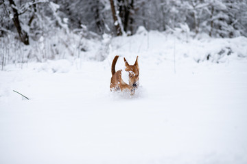 Zabawa psa w śniegu