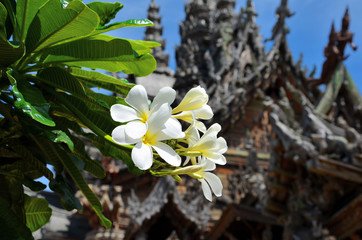 White frangipani on the tree close up