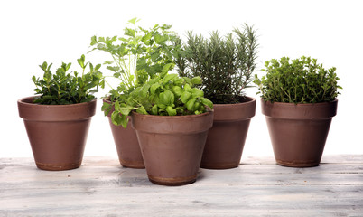 Fototapeta premium Homegrown and aromatic herbs in old clay pots