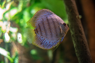 Colorful discus swimming in the river