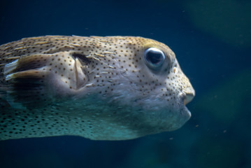 Close up of a puffer fish