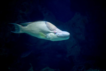 Hogfish swimming in the Atlantic Ocean