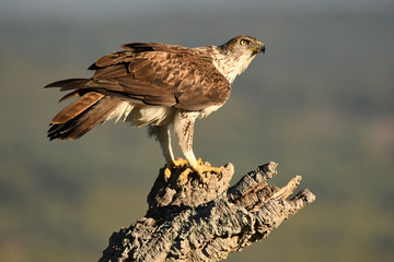 Aguila perdicera en su atalaya