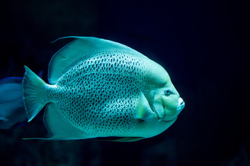 French angelfish  swimming in the ocean