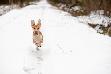 Pies biegnący po śniegu © andsko