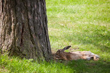 Wild rabbit on grass