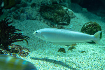 White fish in the bottom of the ocean