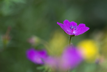 Fototapeta na wymiar pink flower in a field of flowers isolated