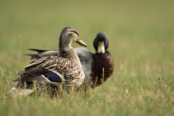Naklejka na ściany i meble pair of ducks on a meadow