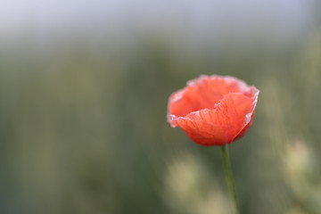 red poppy on a field isolated