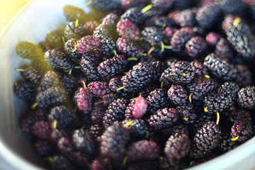 Mulberry. Fresh ripe mulberries closeup. Organic black mulberries background. Agriculture, gardening concept