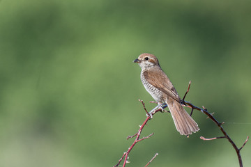 red-backed shrike female on a branch