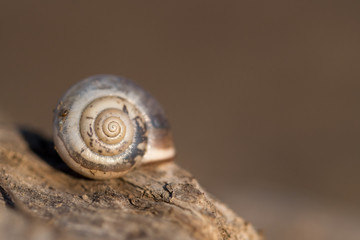 shell of a snail on a stone