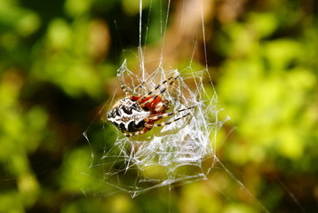 photo of a spider sitting on a web